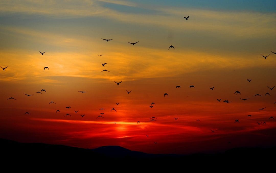 What Makes Our Sunset Tour So Special